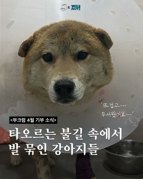 [부크럼 소식] 2025 산불 피해 구조견 '화상 연고' 후원